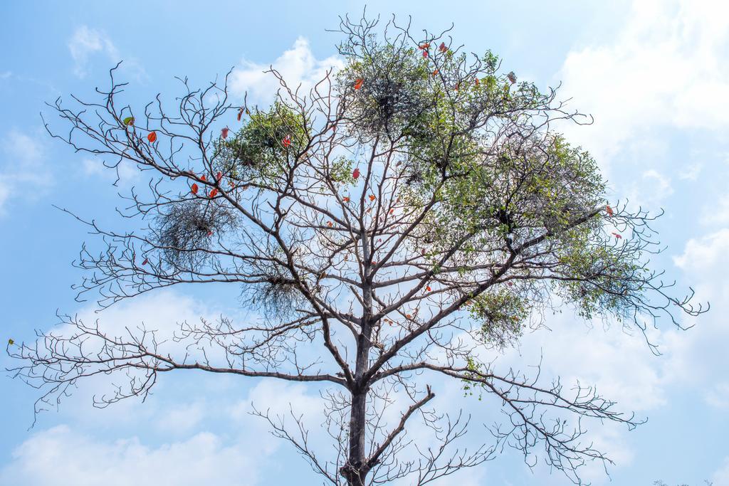 The Capital Resort @ Sukhumvit 50 Bangkok Luaran gambar Tree